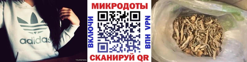 Галлюциногенные грибы Psilocybe  Элиста 